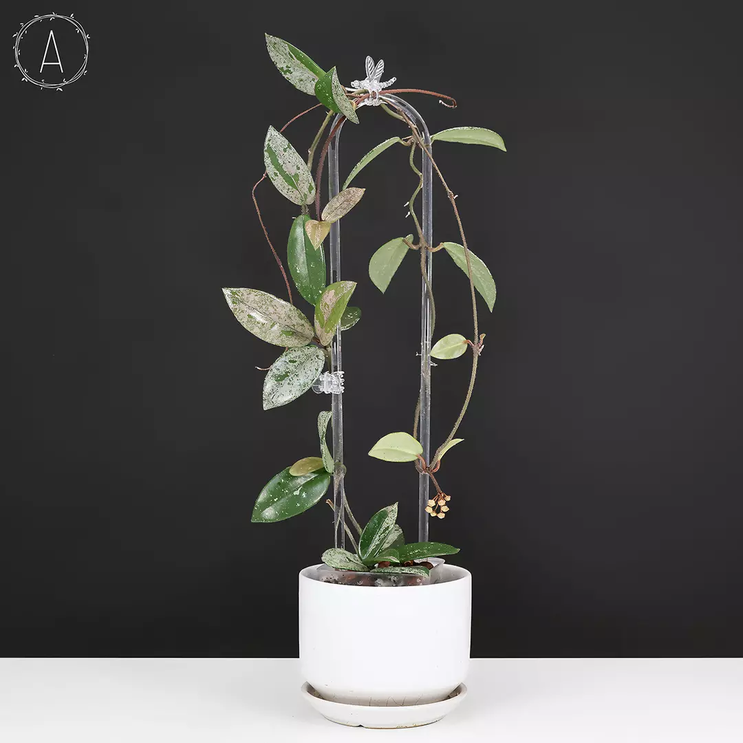 Hoya Wilbur Graves thumbnail