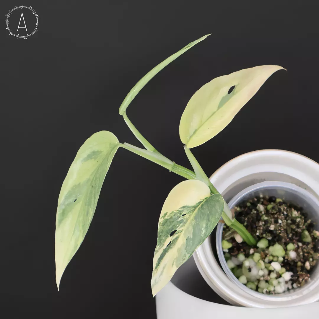 Epipremnum Pinnatum Cebu Blue Variegated thumbnail