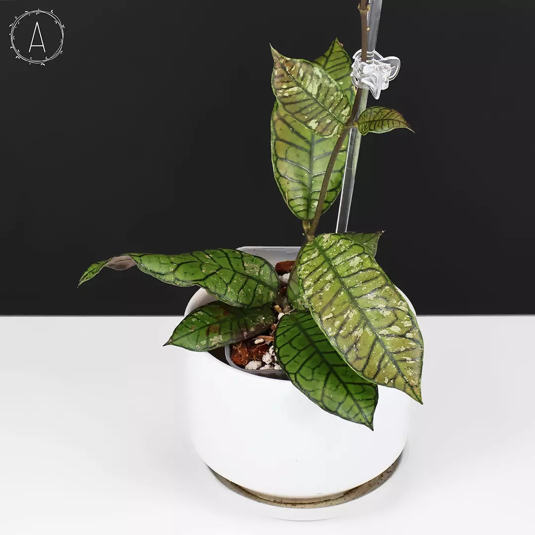 Hoya Gunung Gading Ghost (Silver) thumbnail