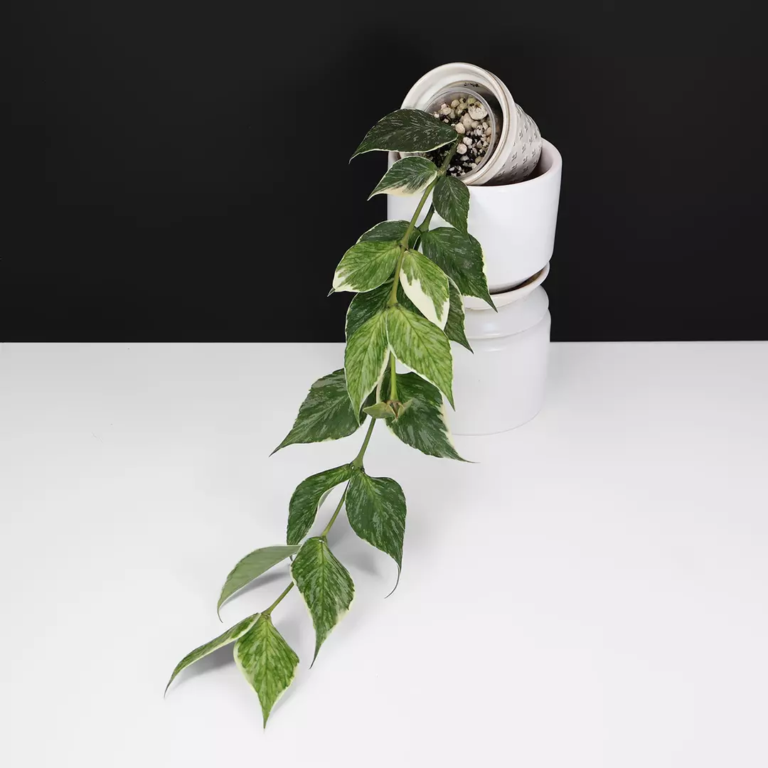 Hoya Polyneura Jasminka (Albomarginata Splash) thumbnail