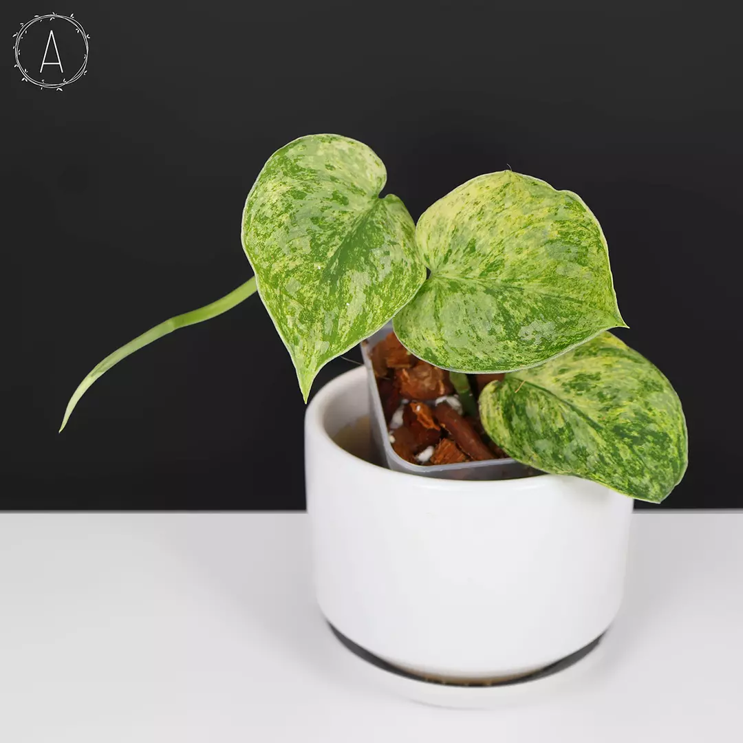 Scindapsus Tembaga (Yellow Lava) thumbnail