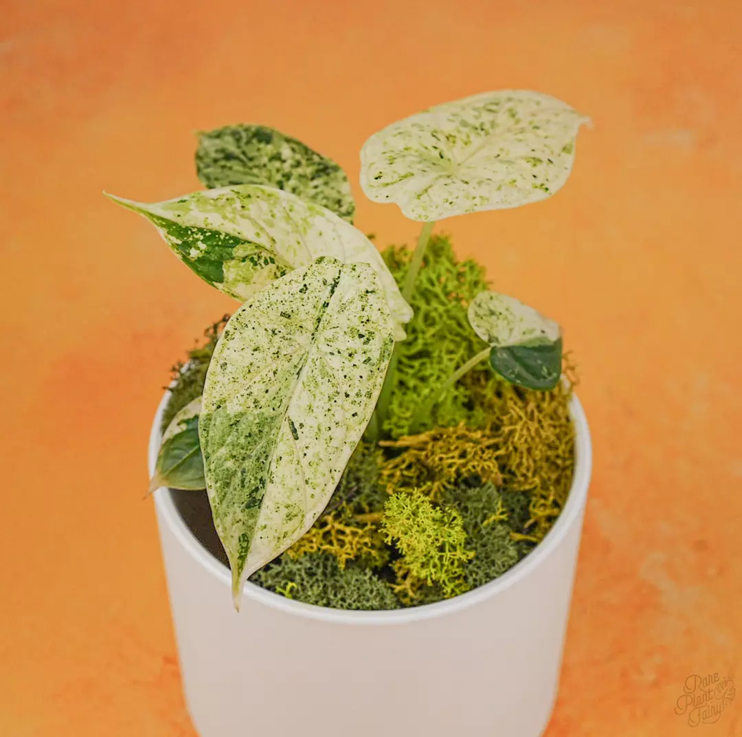 Alocasia 'Dragon Scale' Mint Variegated *Grower's Choice* thumbnail