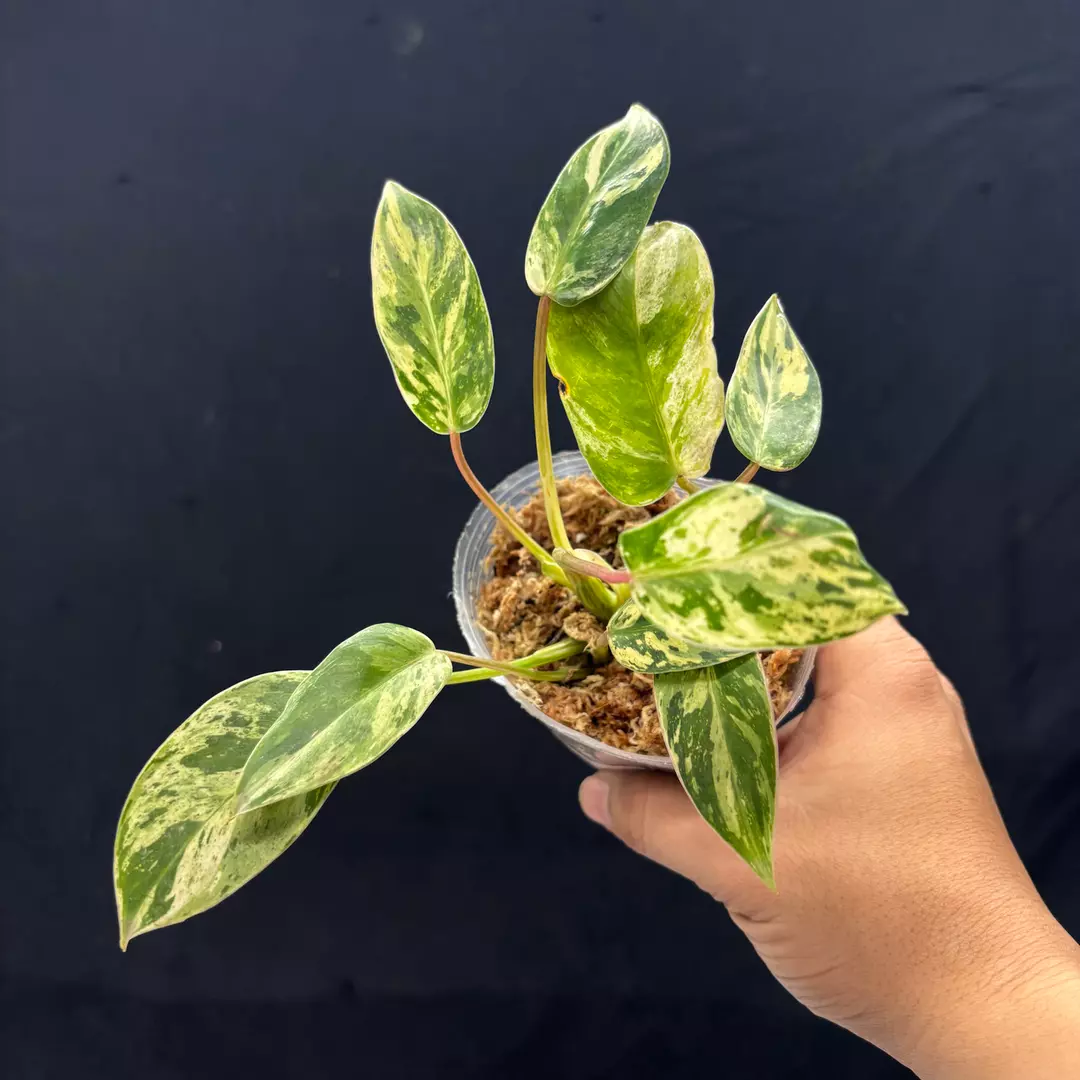 g315 Philodendron Emerald Ice thumbnail