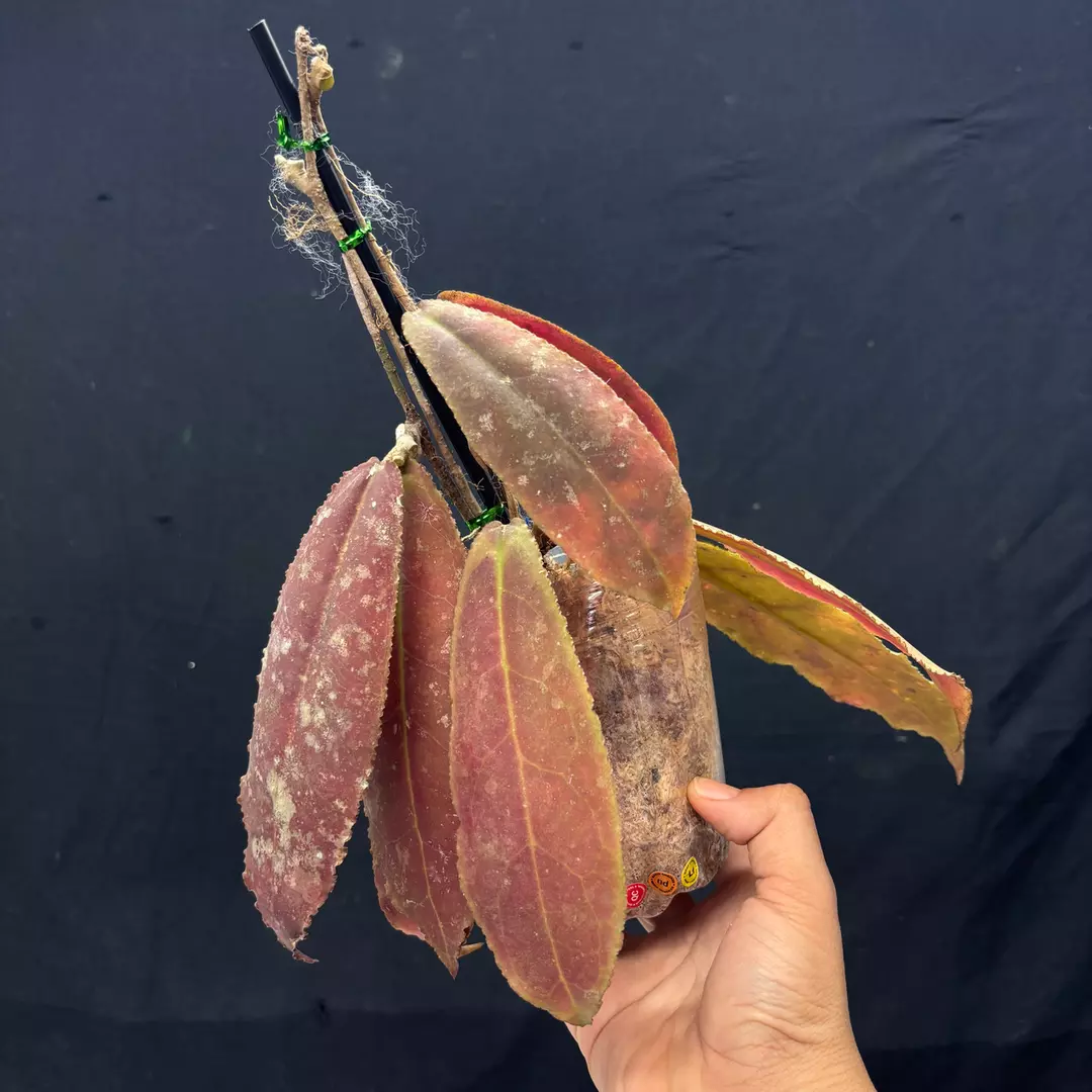 g115 Hoya undulata red thumbnail