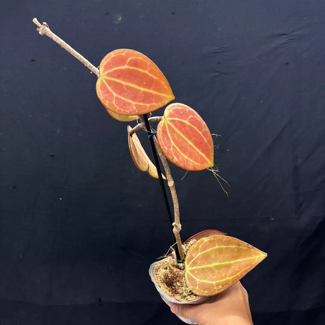 g125 Hoya Macrophylla Red thumbnail