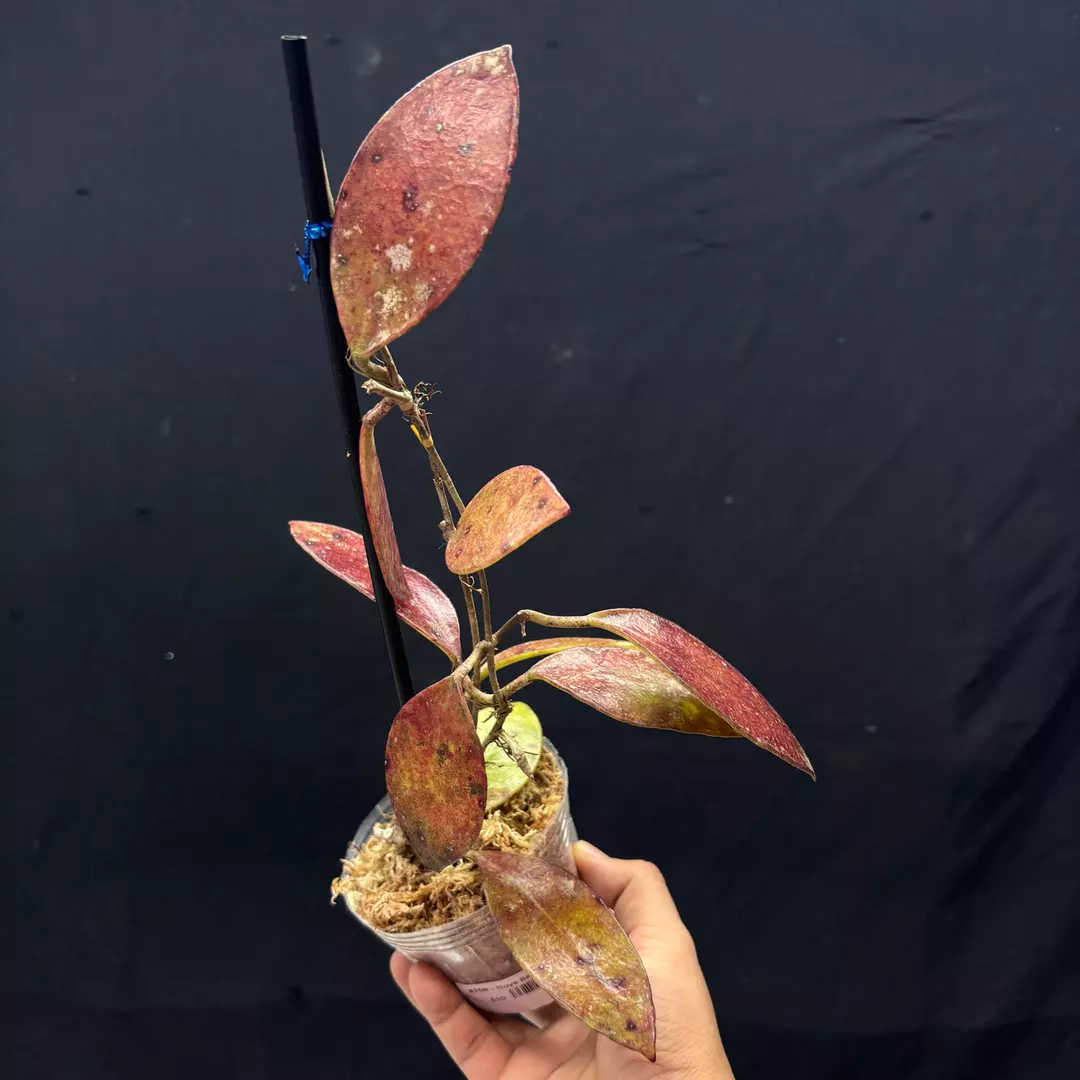 g106 Hoya Bencai red thumbnail