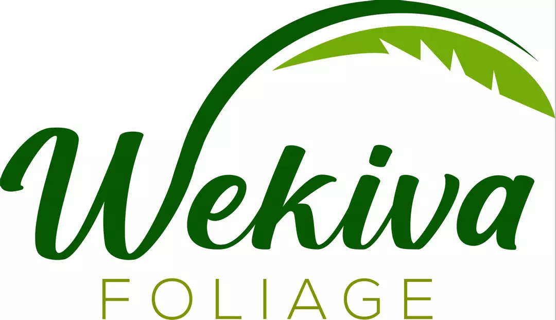 Zanzibar Aloe - Tiger Tooth Aloe - 4 Live Starter Plants in 2 Inch Pots - A thumbnail