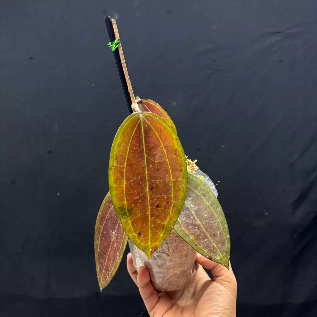 g122 Hoya Macrophylla Red thumbnail