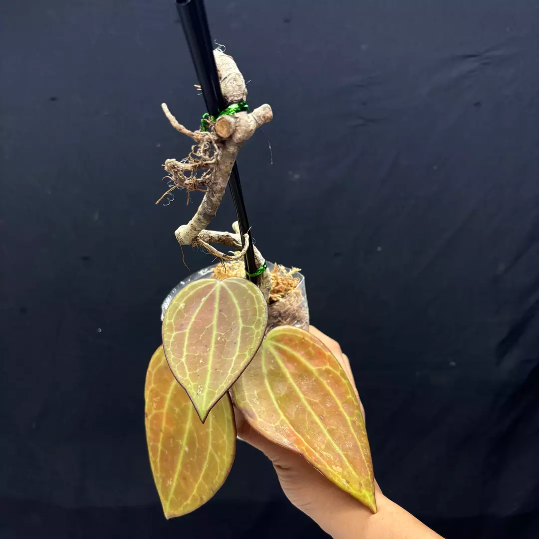 g120 Hoya Macrophylla Red thumbnail