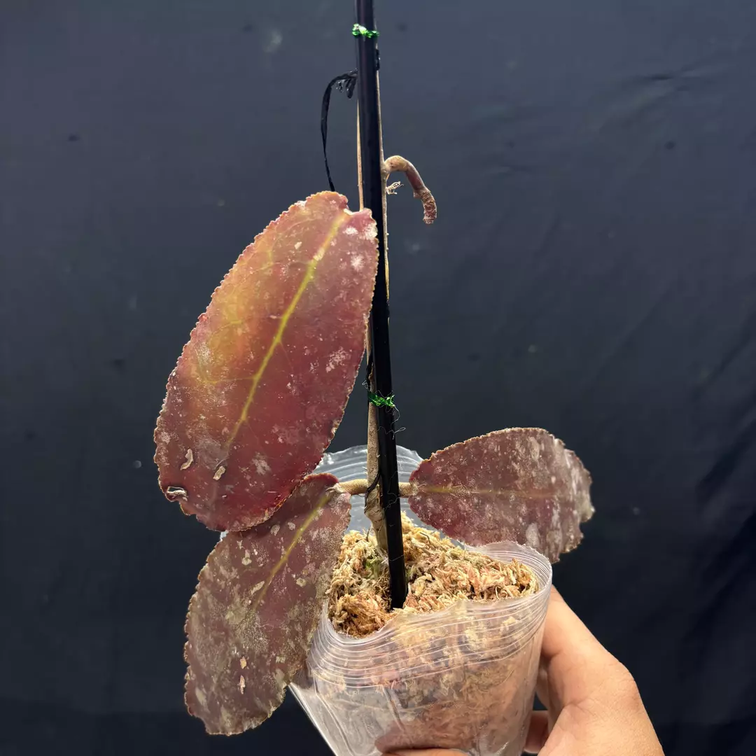 g119 Hoya undulata red thumbnail
