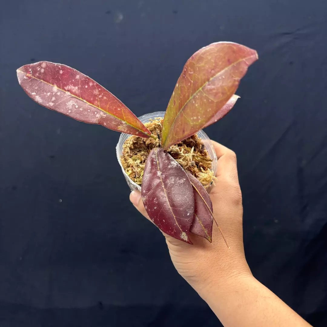 g130 Hoya Buntok Red thumbnail