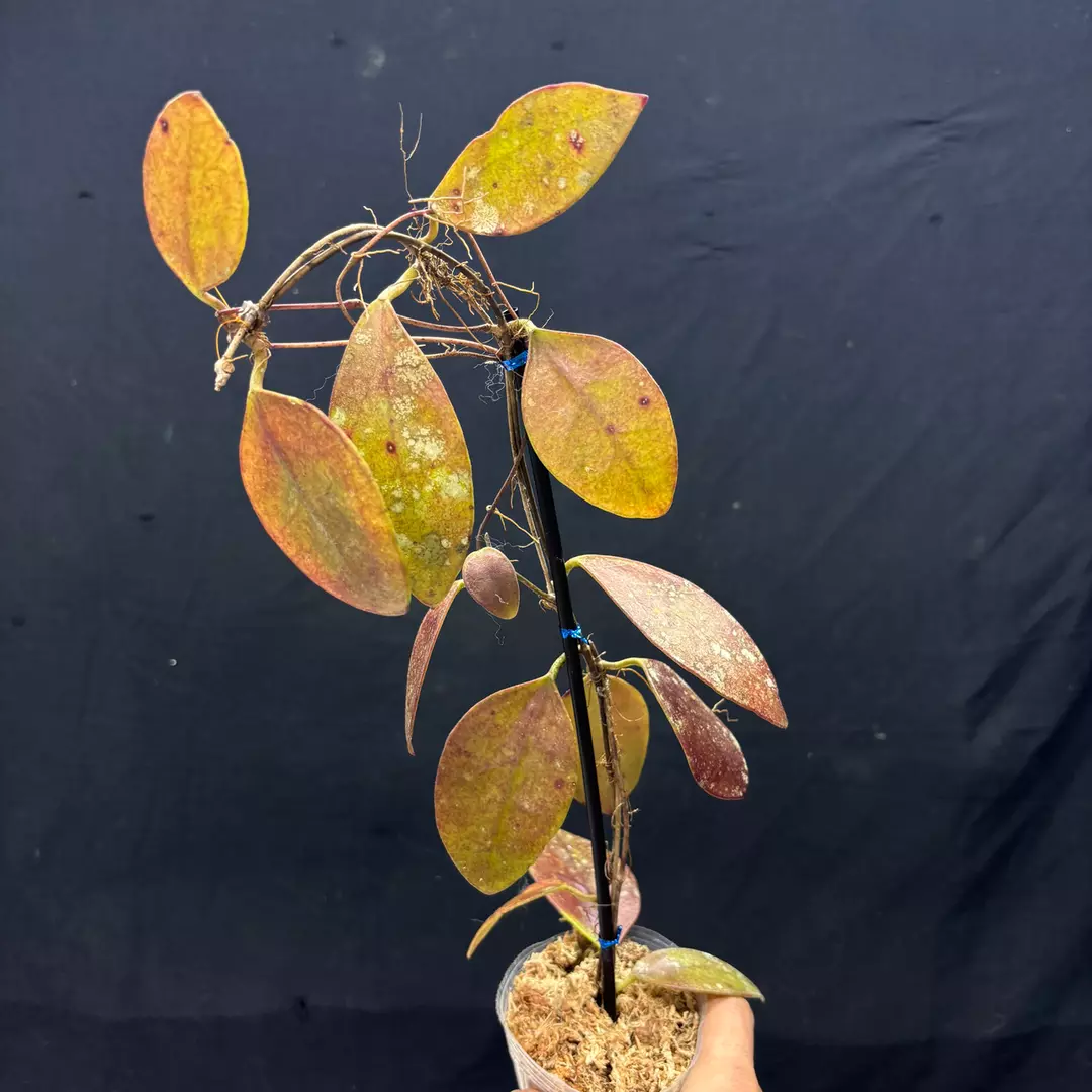 g103 Hoya Bencai red thumbnail