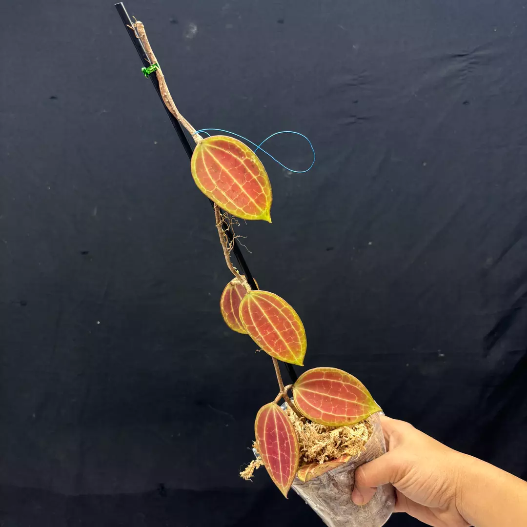 g121 Hoya Macrophylla Red thumbnail