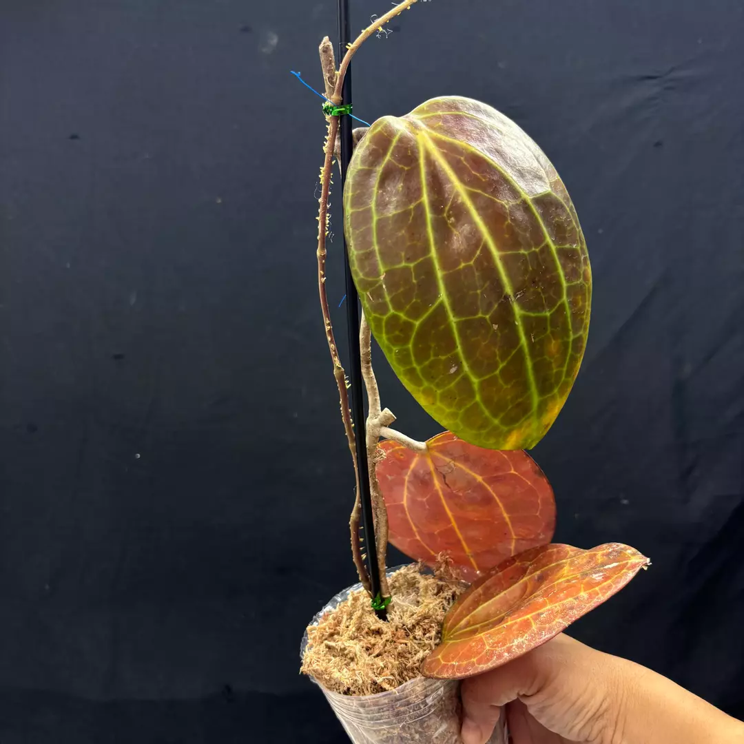 g124 Hoya Macrophylla Red thumbnail