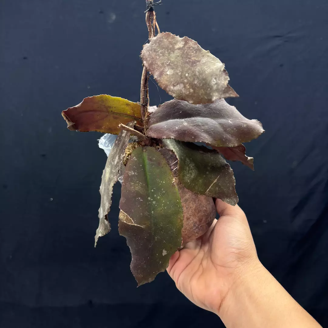 g108 Hoya undulata red thumbnail