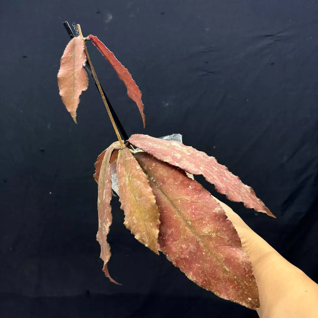 g110 Hoya undulata red thumbnail