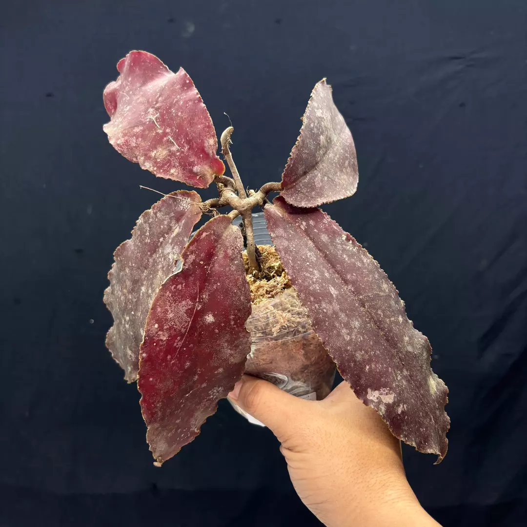 g111 Hoya undulata red thumbnail
