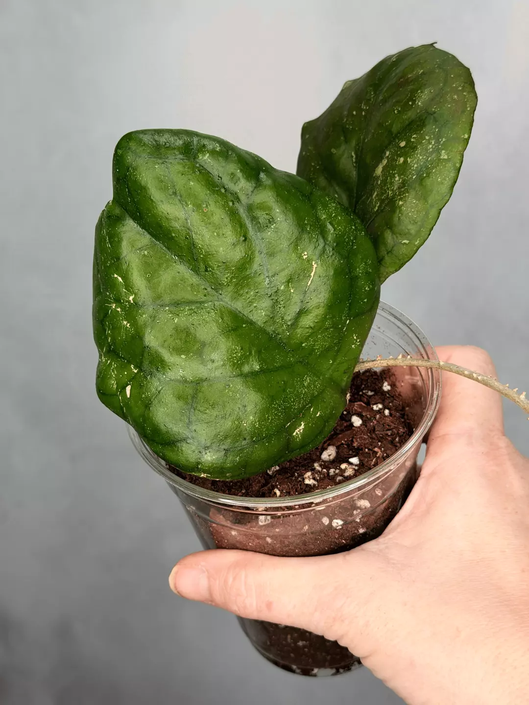 Hoya ‘Patcharawalai’ (seedling) thumbnail