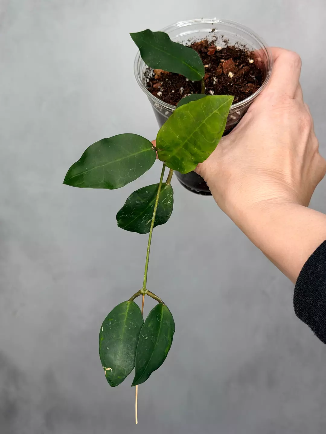 Hoya ‘Patricia’ thumbnail