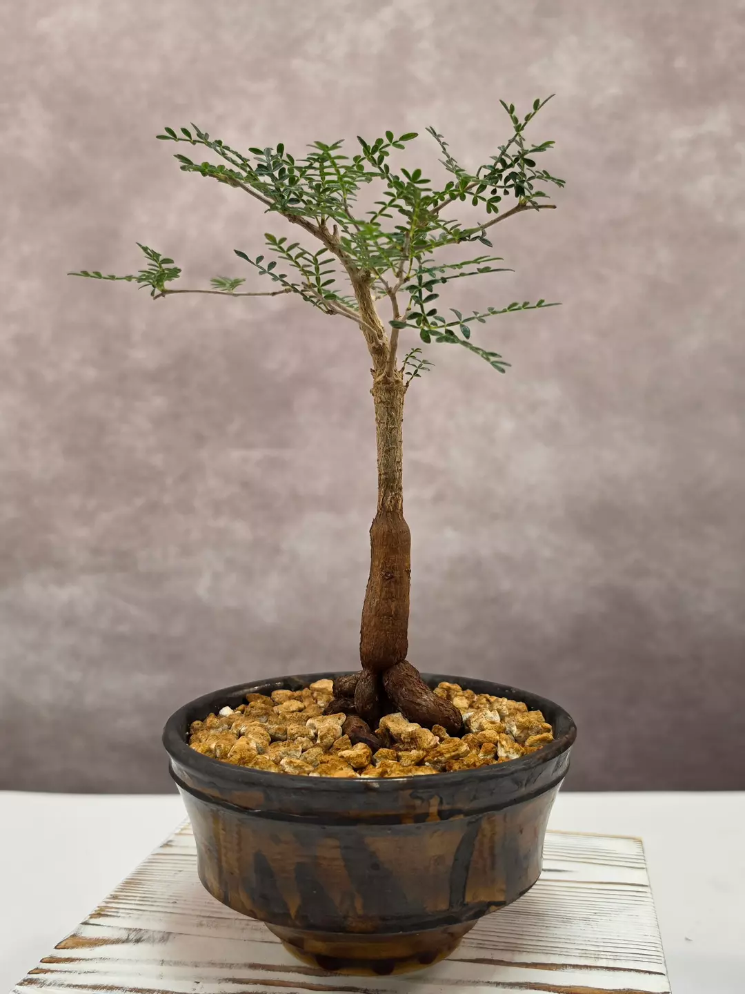 RARE!!! Operculicarya Hyphaenoides (not Pachypus, Decaryi) thumbnail