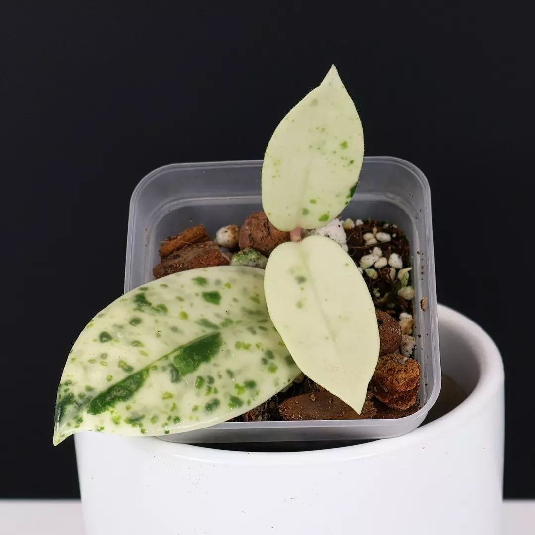 Hoya Carnosa Madara Snow Angel thumbnail