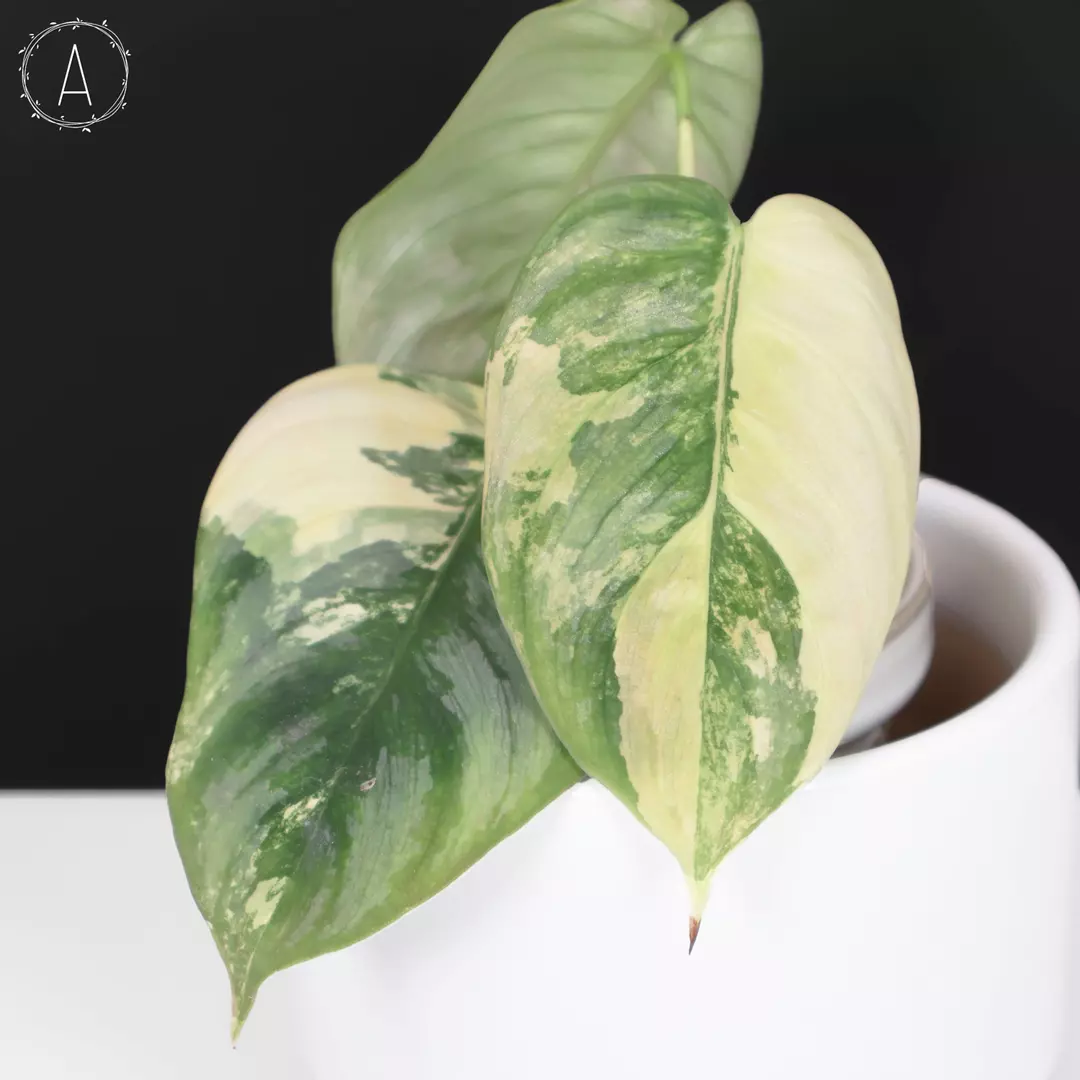 Philodendron Brandtianum Variegated thumbnail