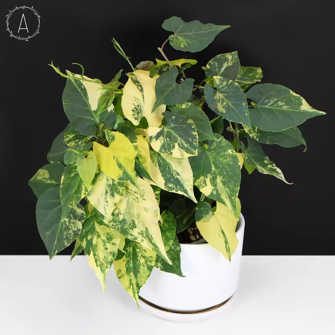 Fallopia Multiflora Aurea thumbnail