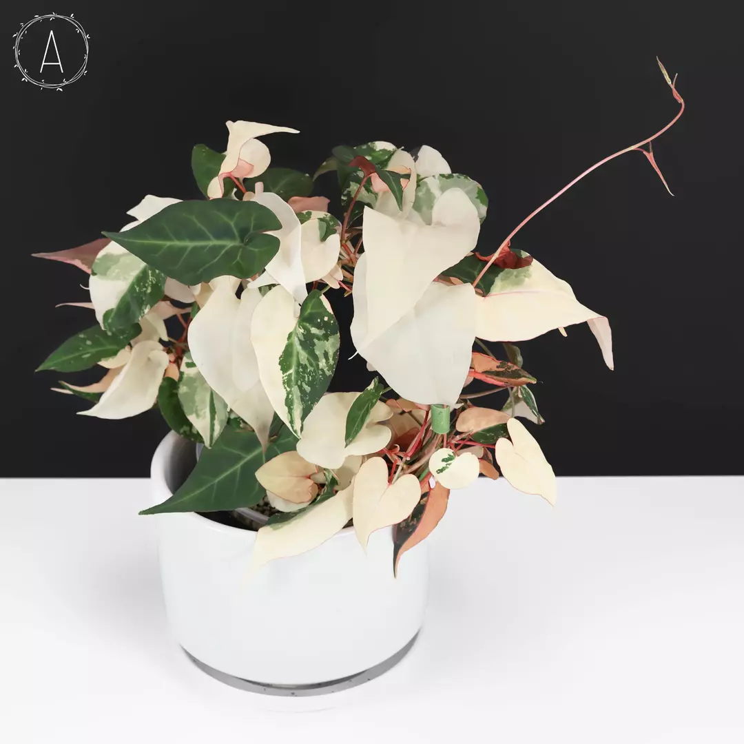 Fallopia Multiflora Variegated thumbnail