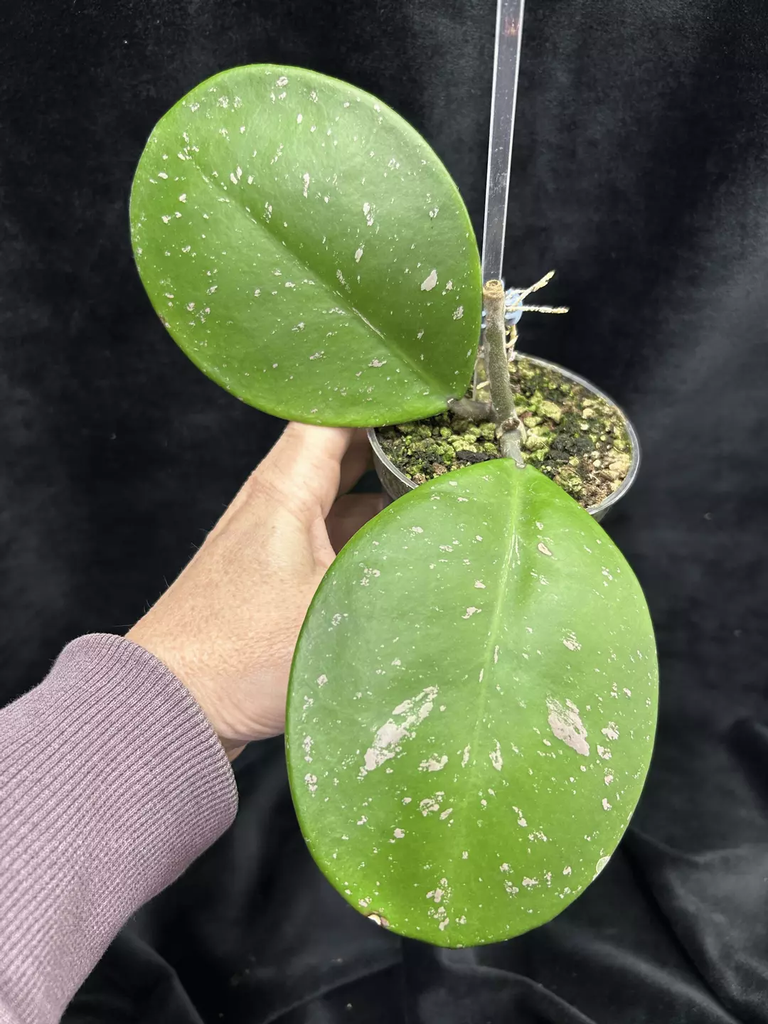 412 Hoya obovata 'Silver Splash' thumbnail