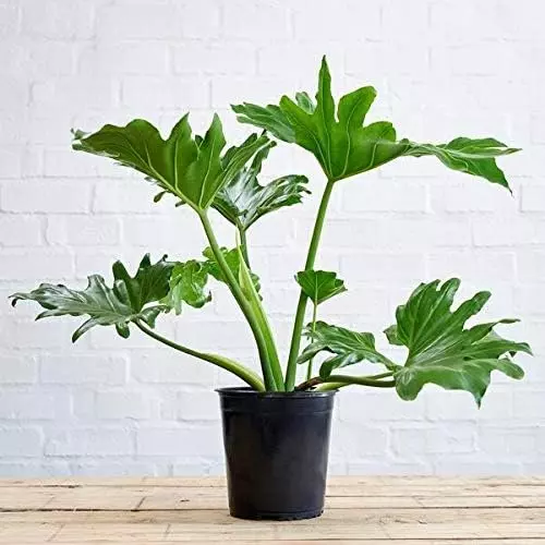 Split Leaf Philodendron - Live Plant in a 3 Gallon Growers Pot - Philodendron Se thumbnail