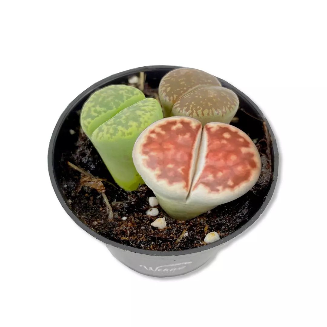 Living Stone Plant - 1 Live Starter Plant - Lithops - Decorative Exotic Colorful thumbnail
