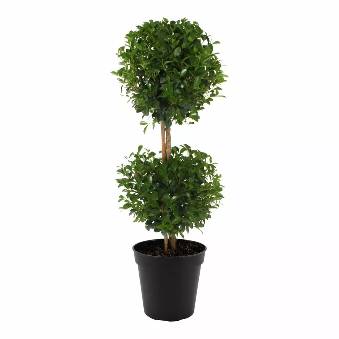 Eugenia 2 Ball Topiary - Live Plants in 6 Inch Pots - 1-2 Foot Tall - Eugenia My thumbnail