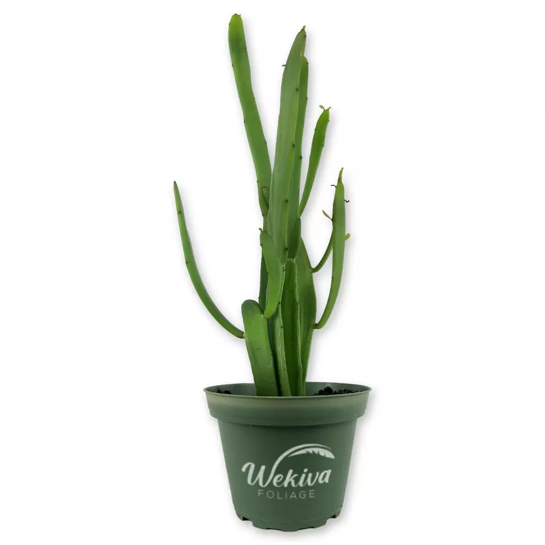 Wood Leaved Spurge - Live Plant in a 4 Inch Pot - Euphorbia Xylophylloides - Bea thumbnail