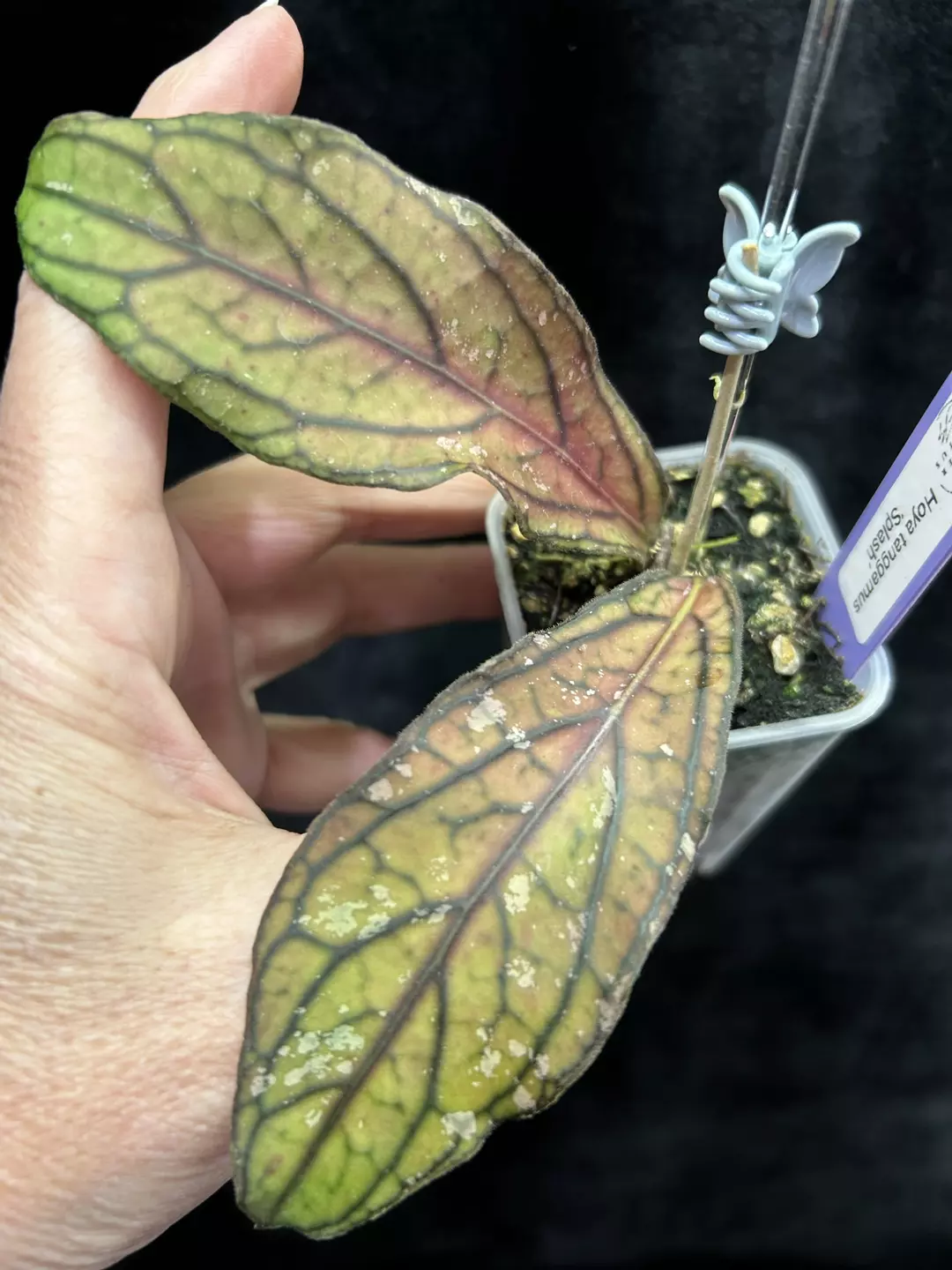 380 Hoya tanggamus Splash thumbnail