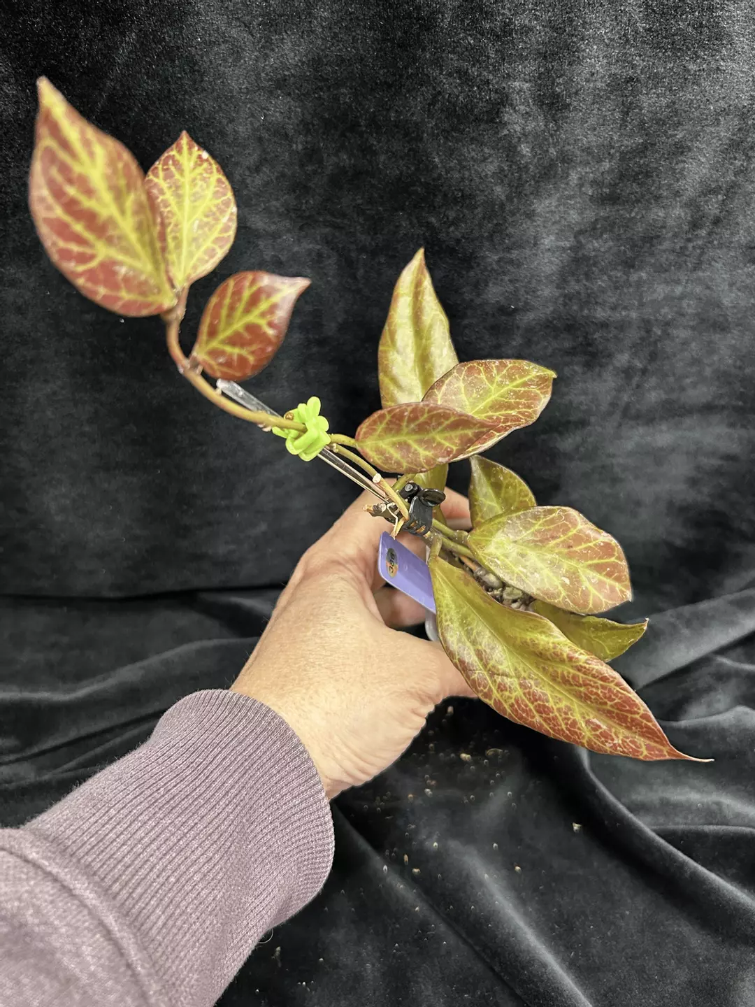 386 Hoya 'Sunrise' Thailand Form thumbnail