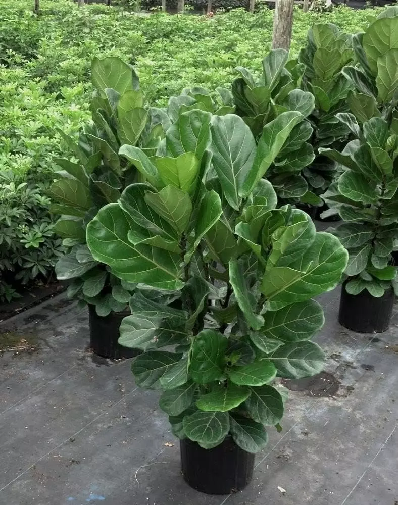 Fiddle Leaf Fig Bush - Live Plant in a 10 Inch Pot - Ficus Lyrata - Florist Qual thumbnail