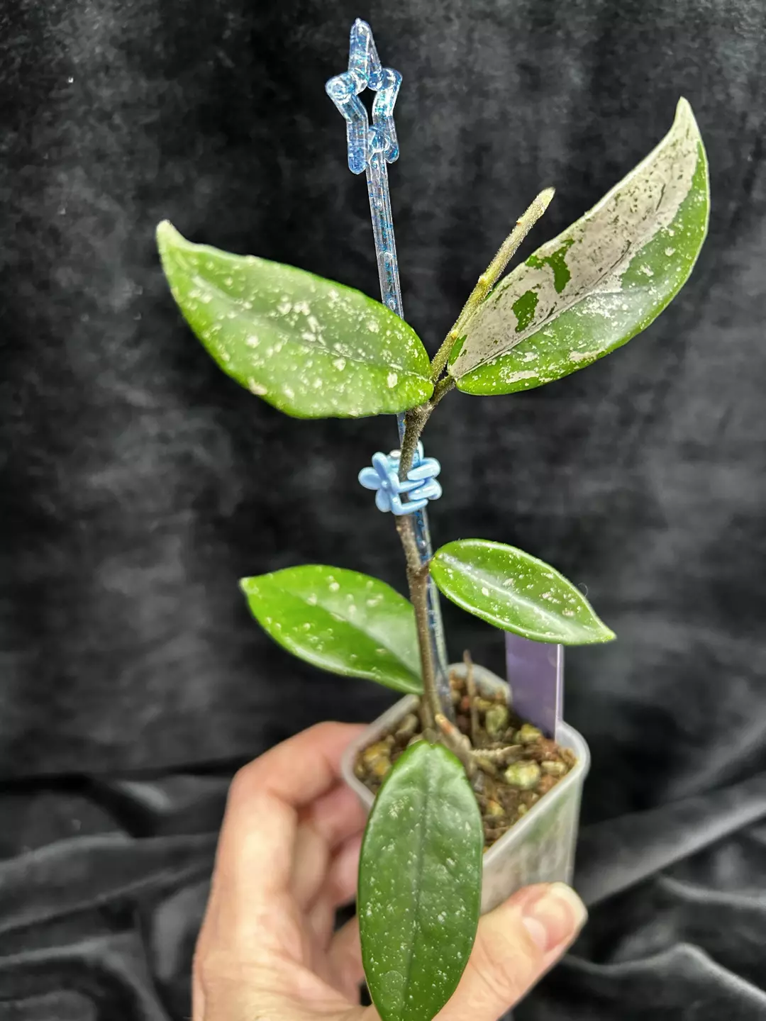 410 Hoya carnosa 'Wilbur Graves China' thumbnail