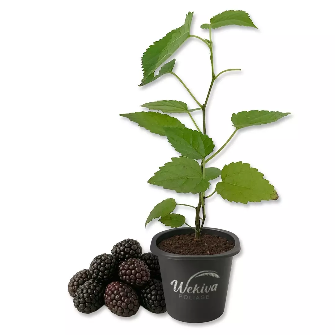 Mojo Berry Mulberry Tree - 1 Live Starter Plant - Morus Rotundiloba - Edible Fru thumbnail
