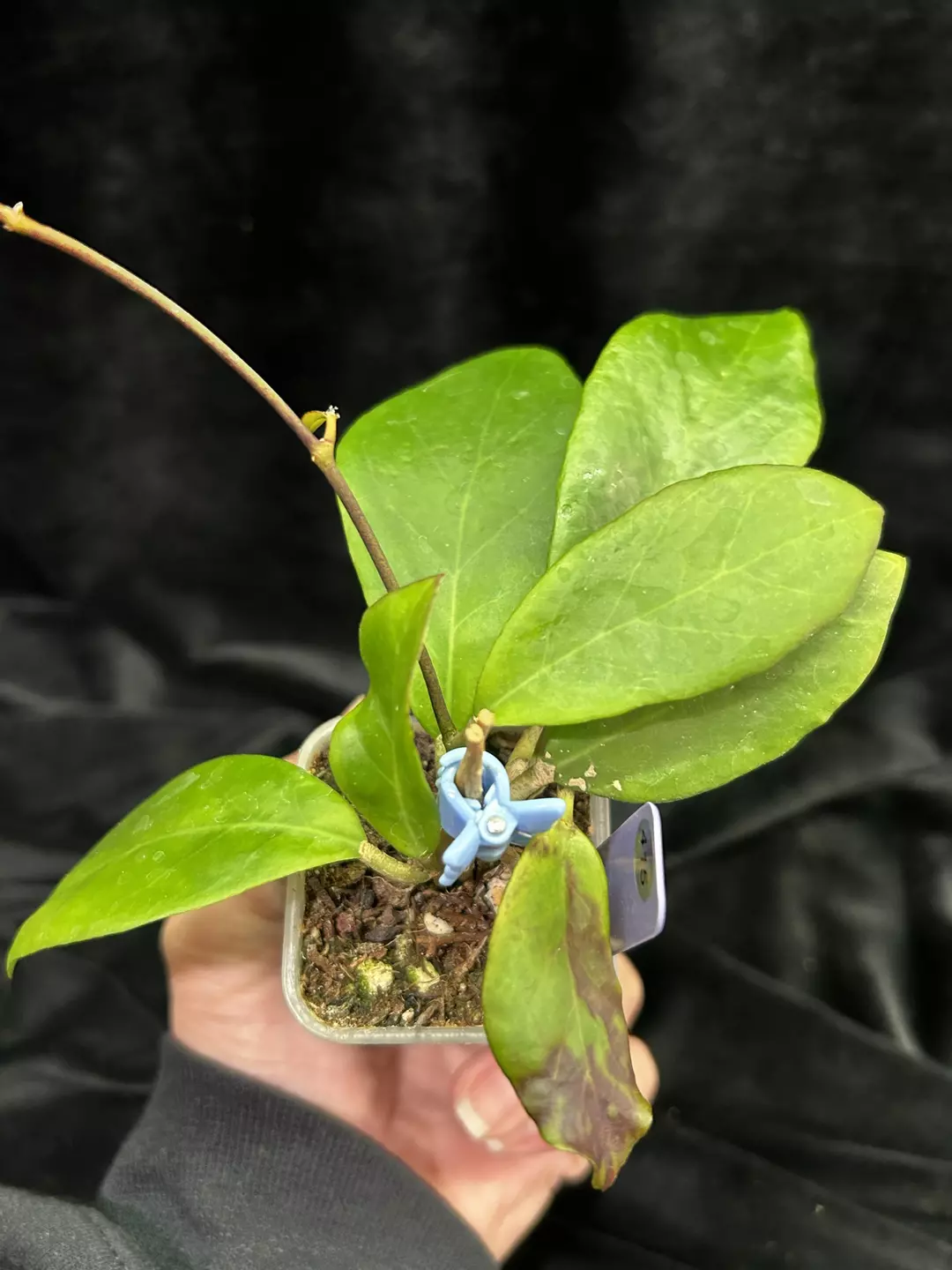 415 Hoya mindorensis 'Yellow' thumbnail