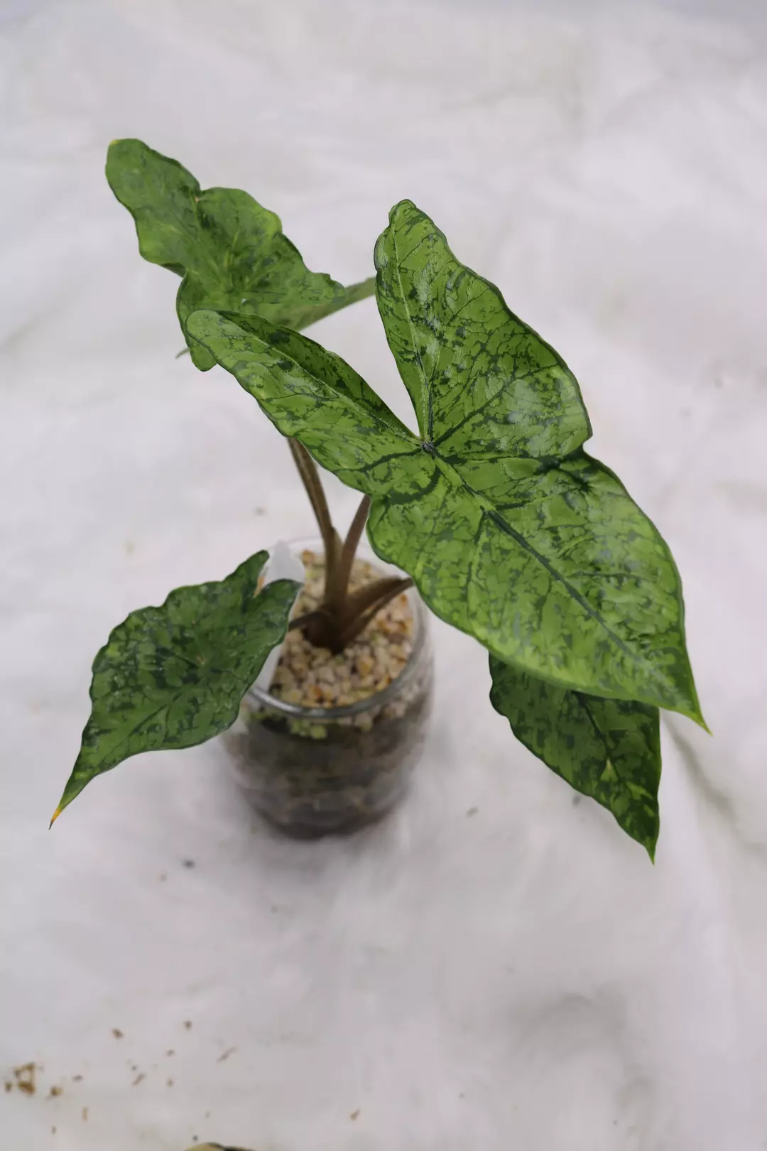 Alocasia Shattered Glass thumbnail