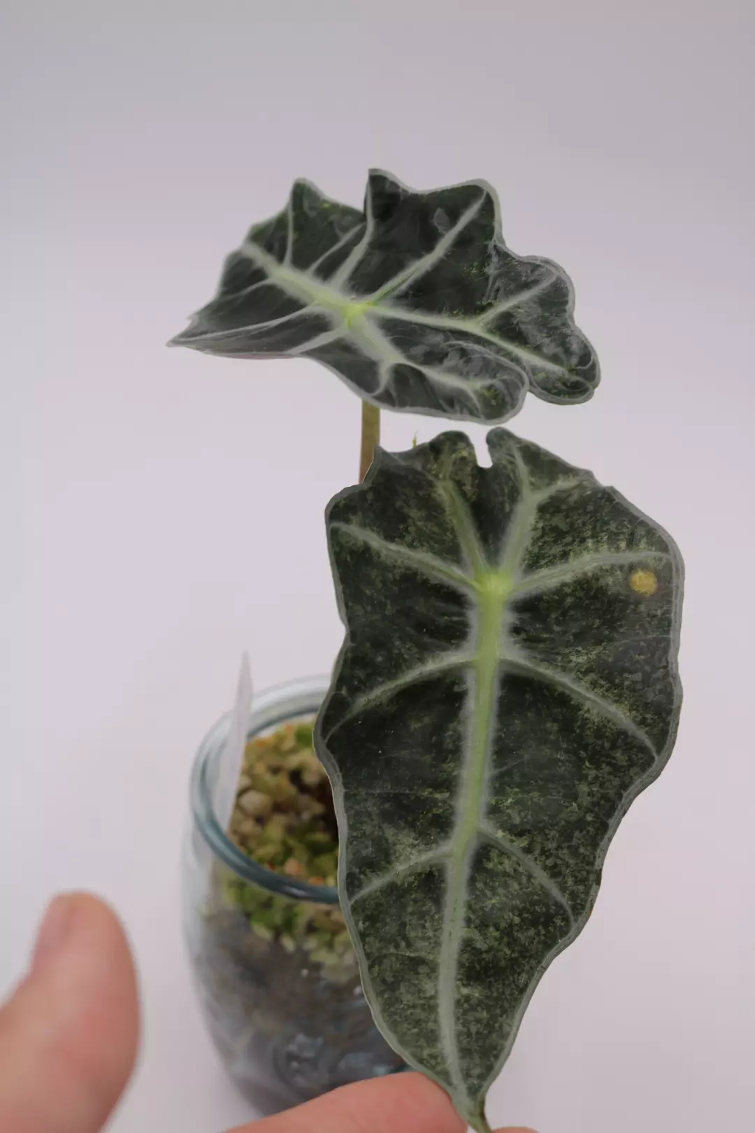 Alocasia Pink Polly Mint thumbnail