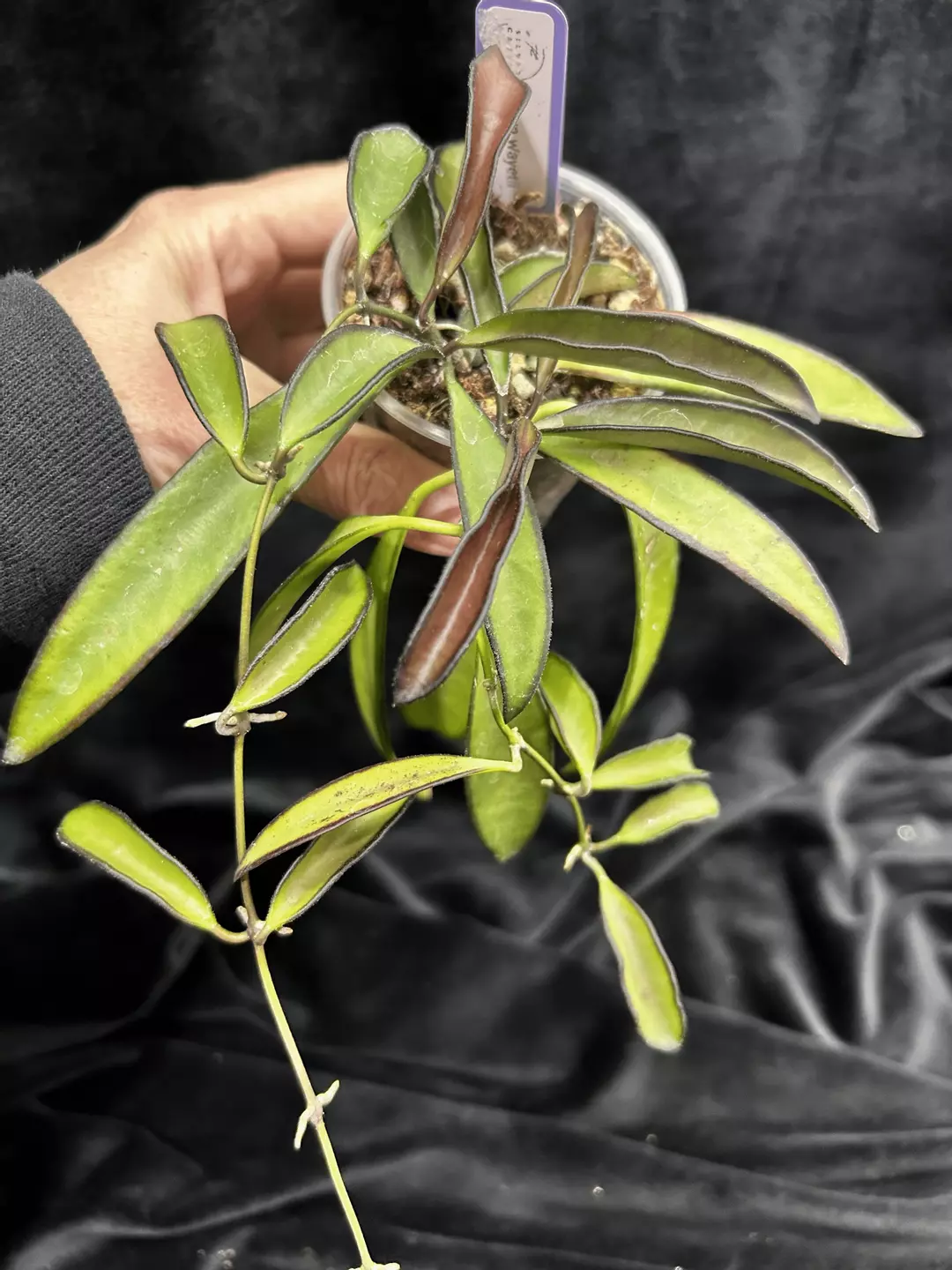 217 Hoya wayetii thumbnail