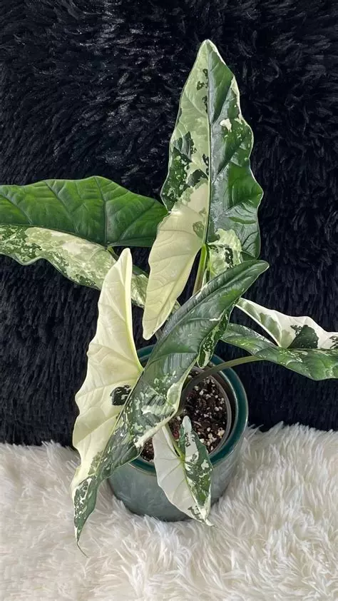 Alocasia Simpo Variegated Tissue Culture thumbnail