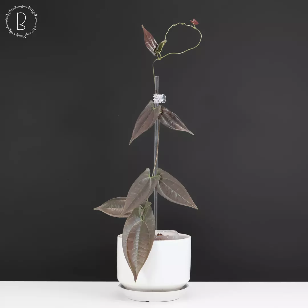 Dioscorea sp. Black Ecuador thumbnail