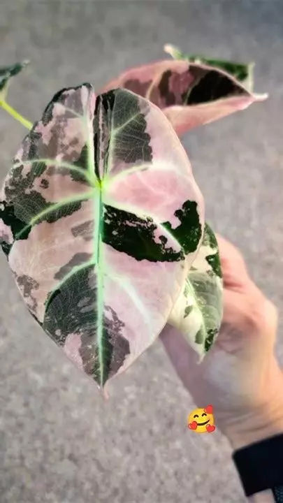 Alocasia Pink Black Velvet Tissue Culture thumbnail