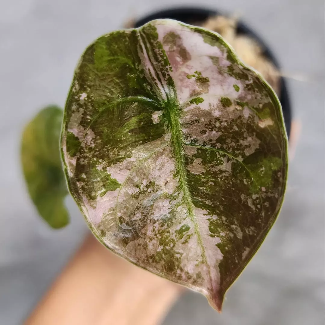 Alocasia Cuprea Pink Mint Tissue Culture thumbnail