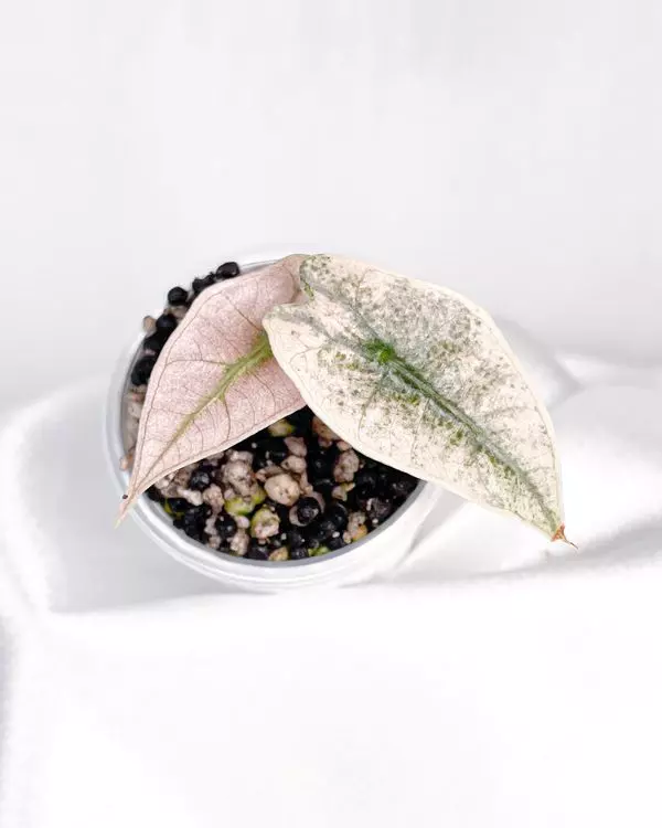 Alocasia Polly Pink Mint Tissue Culture thumbnail