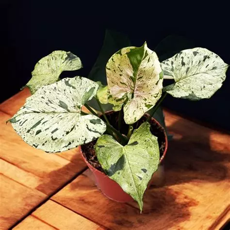 Syngonium Grey Ghost Tissue Culture thumbnail