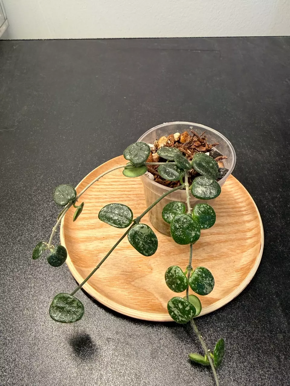 Hoya Serpens Splash thumbnail