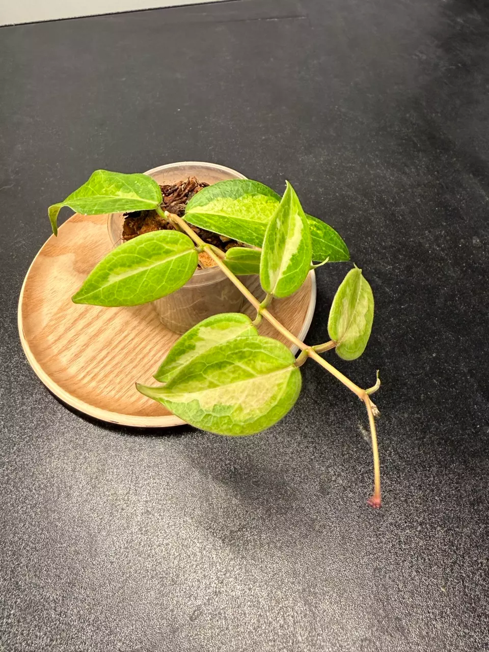 Hoya Dennisii Frida  thumbnail